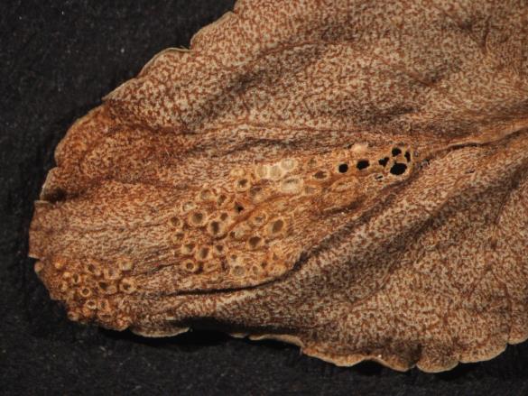 Aecidium violae 