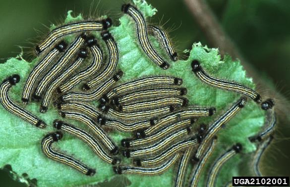 prstaničar (<i>Malacosoma neustria</i>) na <i>Quercus</i> spp.