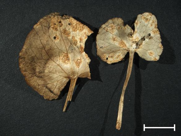 Aecidium ficariae
