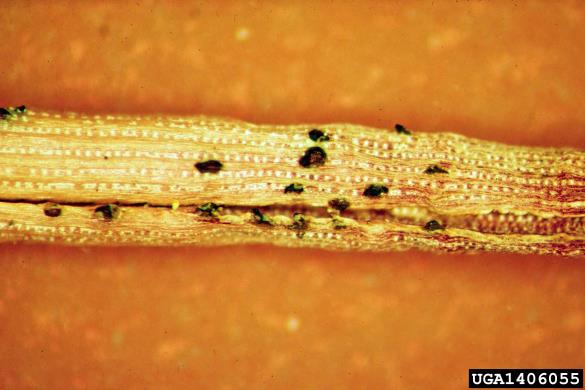 odmiranje smrekovih poganjkov (<i>Sirococcus conigenus</i>) na <i>Pinus</i> spp.