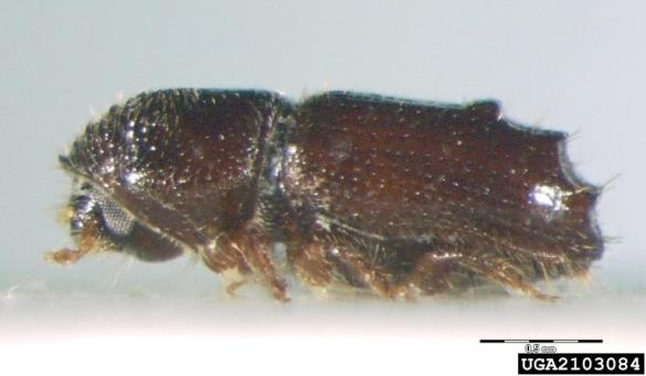 šesterozobi smrekov lubadar ali mali smrekov lubadar (<i>Pityogenes chalcographus</i>)