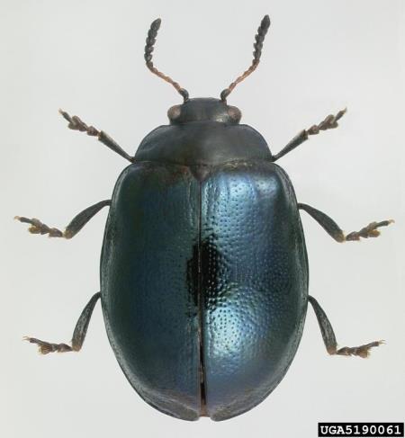 modri vrbin lepenec (<i>Plagiodera versicolora</i>)