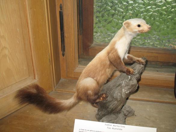 kuna belica