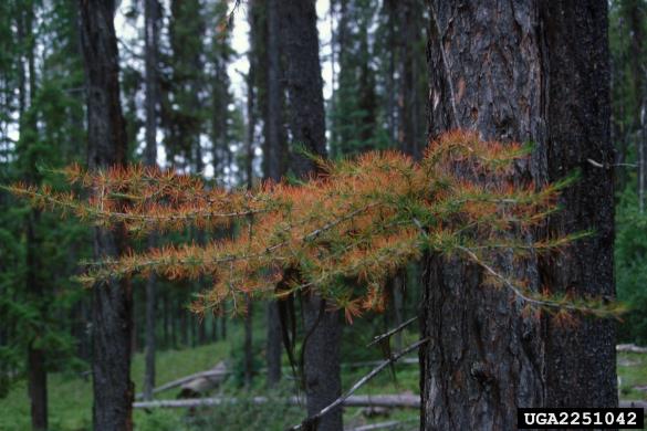 osip macesnovih iglic (<i>Meria laricis</i>) na <i>Larix occidentalis</i>
