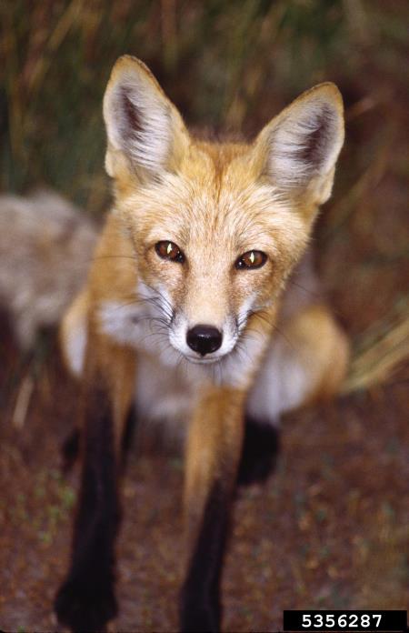 lisica (<i>Vulpes vulpes</i>)