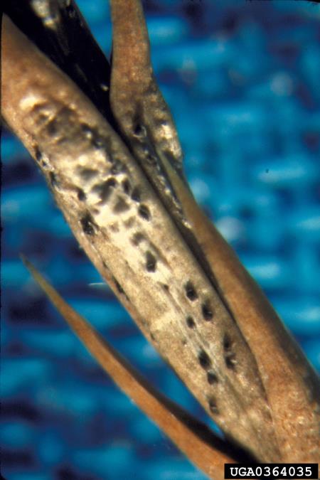 odmiranje poganjkov (<i>Phomopsis juniperivora</i>)
