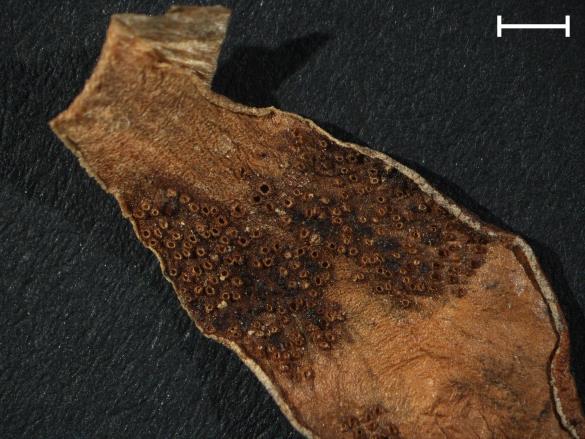 Aecidium primulae