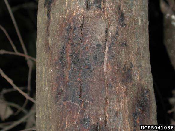 ramorumna sušica (<i>Phytophthora ramorum</i>) na <i>Lithocarpus densiflorus</i>