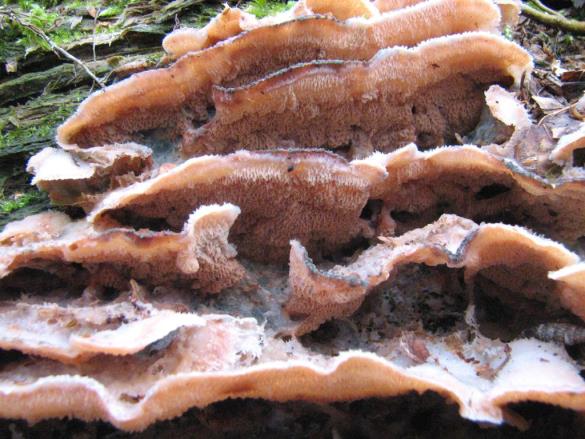 Merulius tremellosus