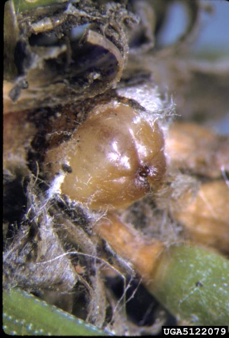 mali smrekov kapar ali mala smrekova lekanja (<i>Physokermes hemicryphus</i>) na <i>Picea abies</i>