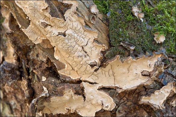Haematostereum rugosum