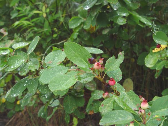<i>Amelanchier spicata</i>