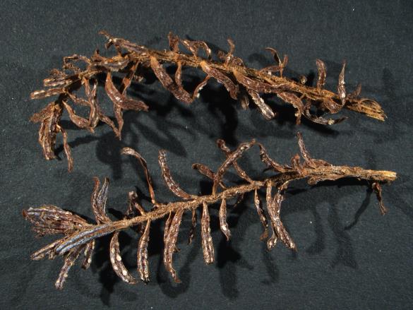 Aecidium elatinum 