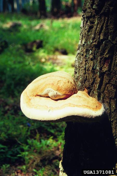 roseči luknjač (<i>Inonotus dryadeus</i>) na <i>Quercus</i> spp.