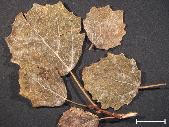 Melampsora tremulae