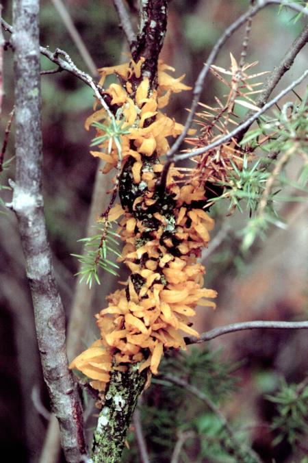 Gymnosporangium clavariiforme