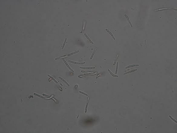 Mycosphaerella mori