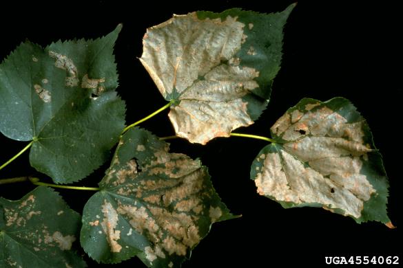 <i>Caliroa annulipes</i> na <i>Tilia</i> spp.