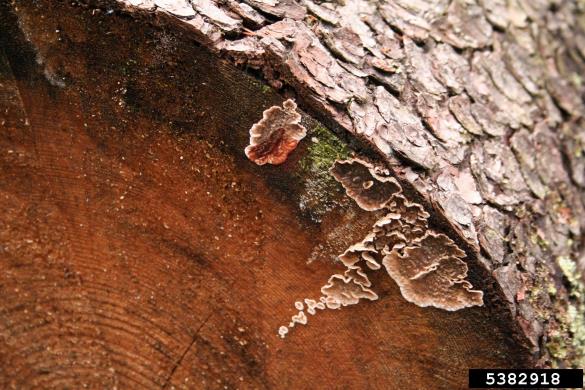 krvaveča krvoslojevka (<i>Haematostereum sanguinolentum</i>) na <i>Picea abies</i>