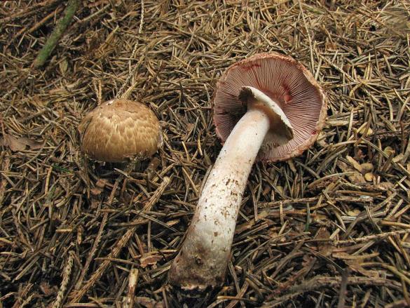 Agaricus silvaticus