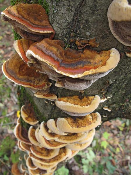 Inonotus radiatus