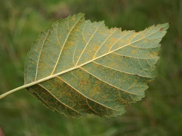 <i>Melampsoridium hiratsukanum</i>