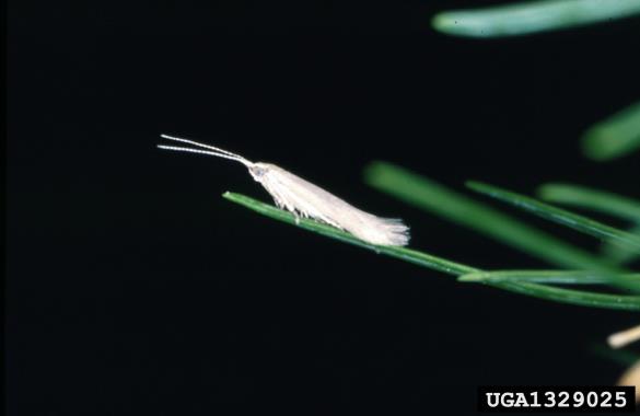 molj macesnovih iglic (<i>Coleophora laricella</i>) na <i>Larix decidua</i>