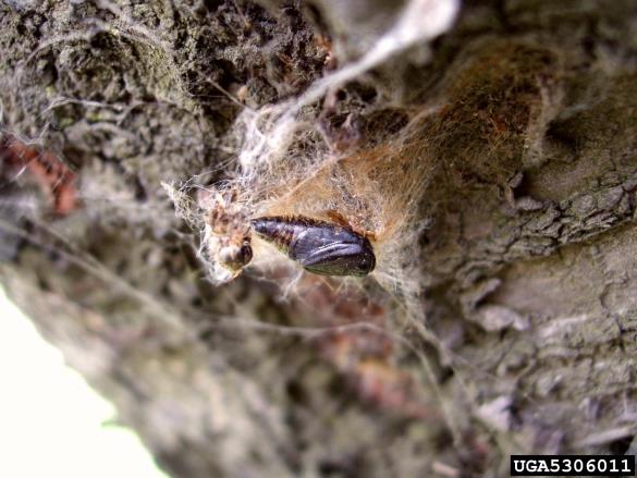 zlatnica ali zlatoritka (<i>Euproctis chrysorrhoea</i>) na <i>Prunus cerasus</i>