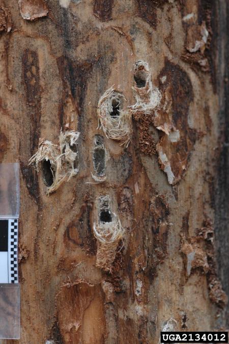 veliki borov rilčkar (<i>Pissodes pini</i>) na <i>Pinus sylvestris</i>