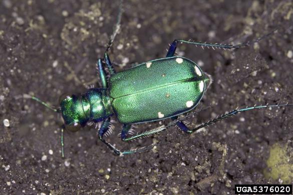 <i>Cicindela sexguttata</i>
