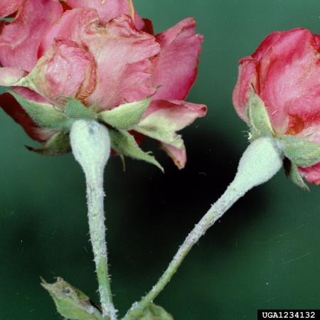 <i>Podosphaera pannosa</i> na <i>Rosa</i> spp.