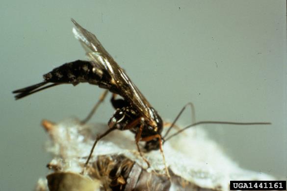 <i>Pimpla</i> na <i>Lymantria dispar</i>