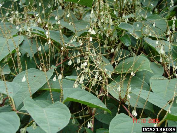 sahalinski dresnik (<i>Fallopia sachalinensis</i>)