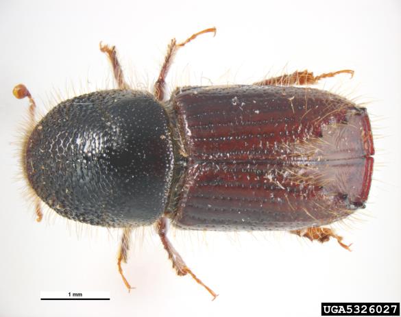 osmerozobi smrekov lubadar ali knaver (<i>Ips typographus</i>)