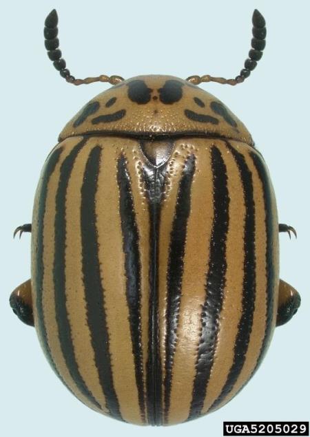 koloradski hrošč (<i>Leptinotarsa decemlineata</i>)