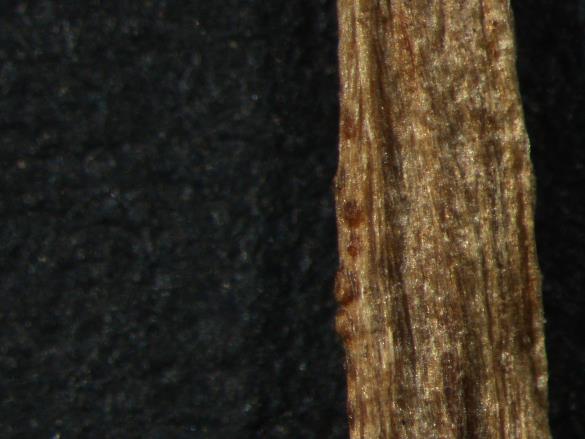 Aecidium ficariae
