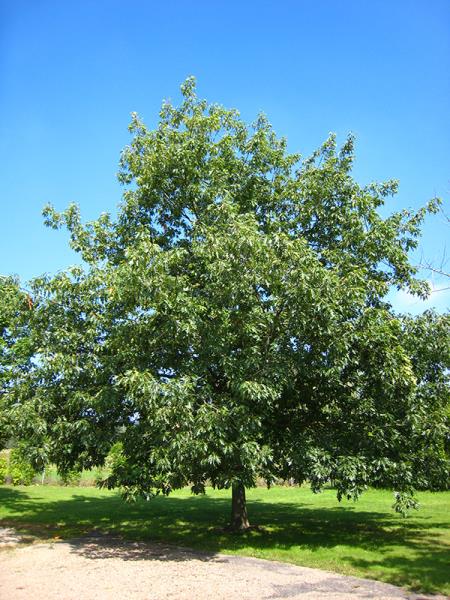 <i>Quercus rubra</i>