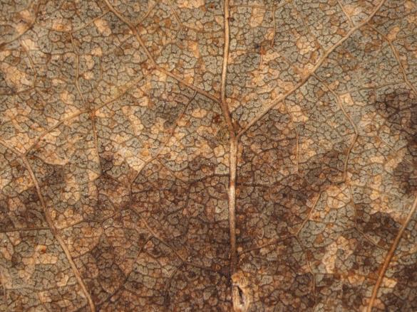 Melampsora tremulae