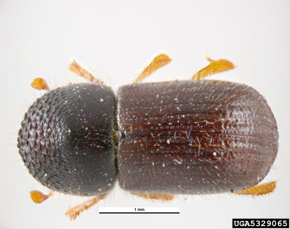vrtni lesar (<i>Xyleborus dispar</i>)
