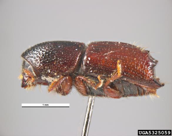 ostrozobi borov lubadar (<i>Ips acuminatus</i>)
