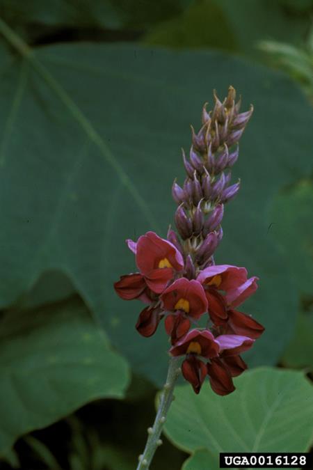 <i>Pueraria montana</i> var. <i>lobata</i>