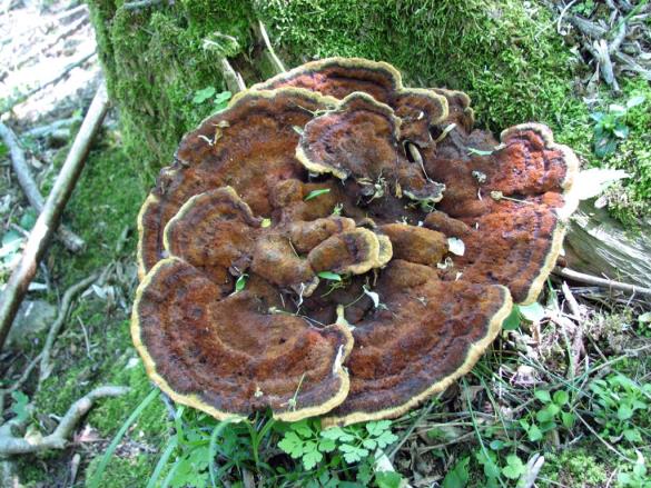Phaeolus schweinitzii