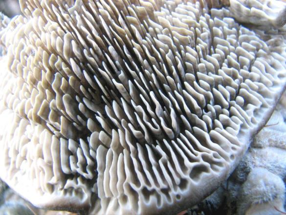 Lenzites betulina
