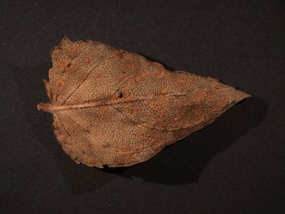 Coleosporium euphrasiae 