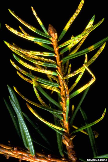 rja močvirskega rožmarina (<i>Chrysomyxa ledi</i>) na <i>Picea abies</i>
