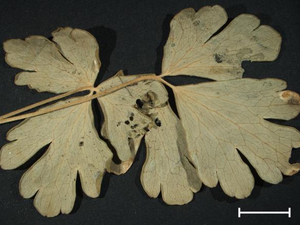 Aecidium aquilegiae