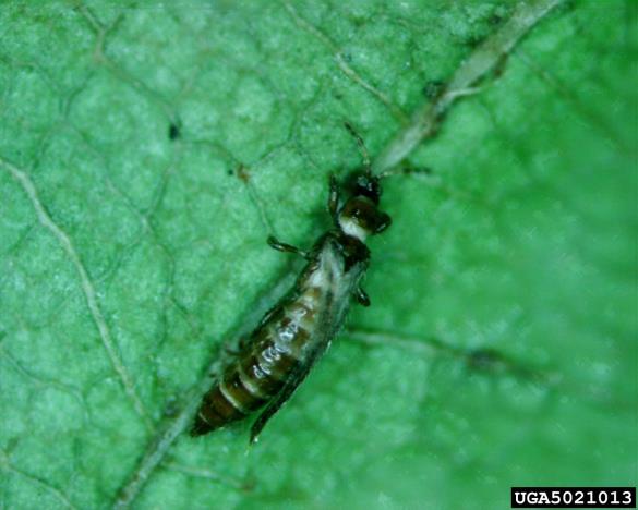 <i>Taeniothrips inconsequens</i>