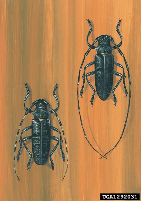 krojaček (<i>Monochamus sartor</i>)
