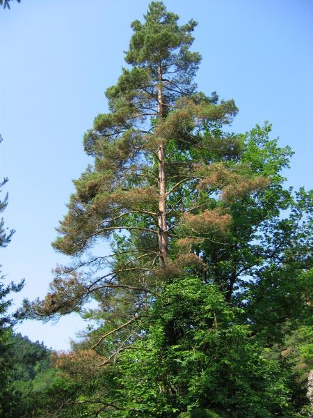 Odmiranje poganjkov črnega bora