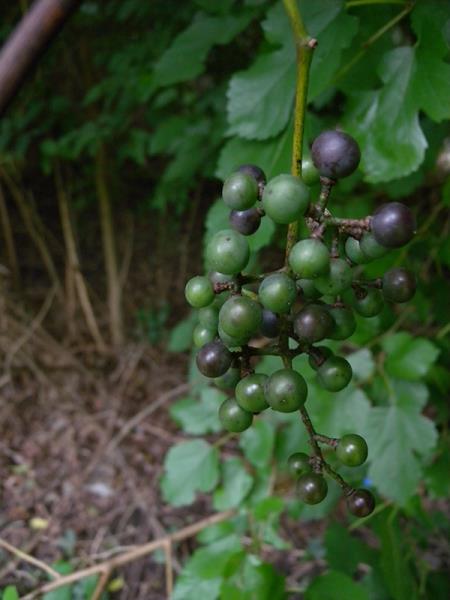 <i>Vitis vulpina</i>